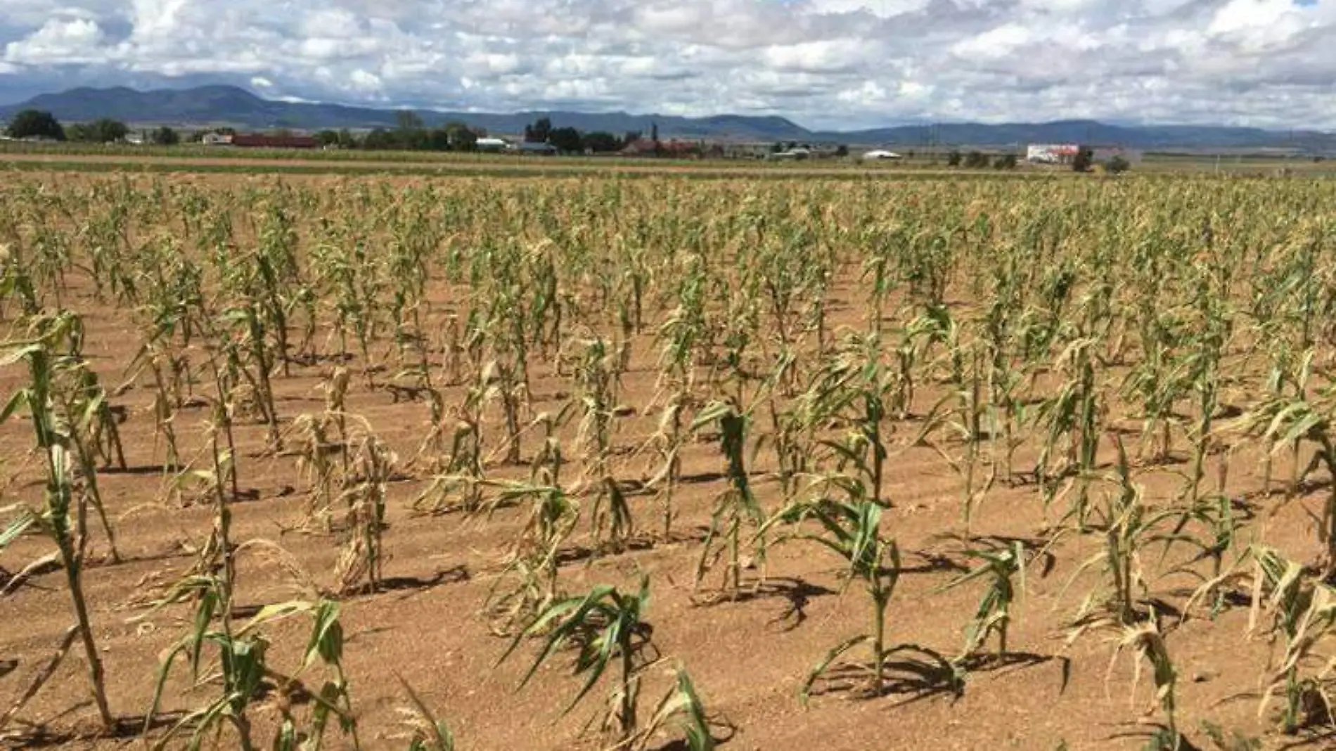 sequía campo agricultura sector agrícola producción